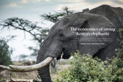 Corporate Knights: The Cost of Saving an Elephant